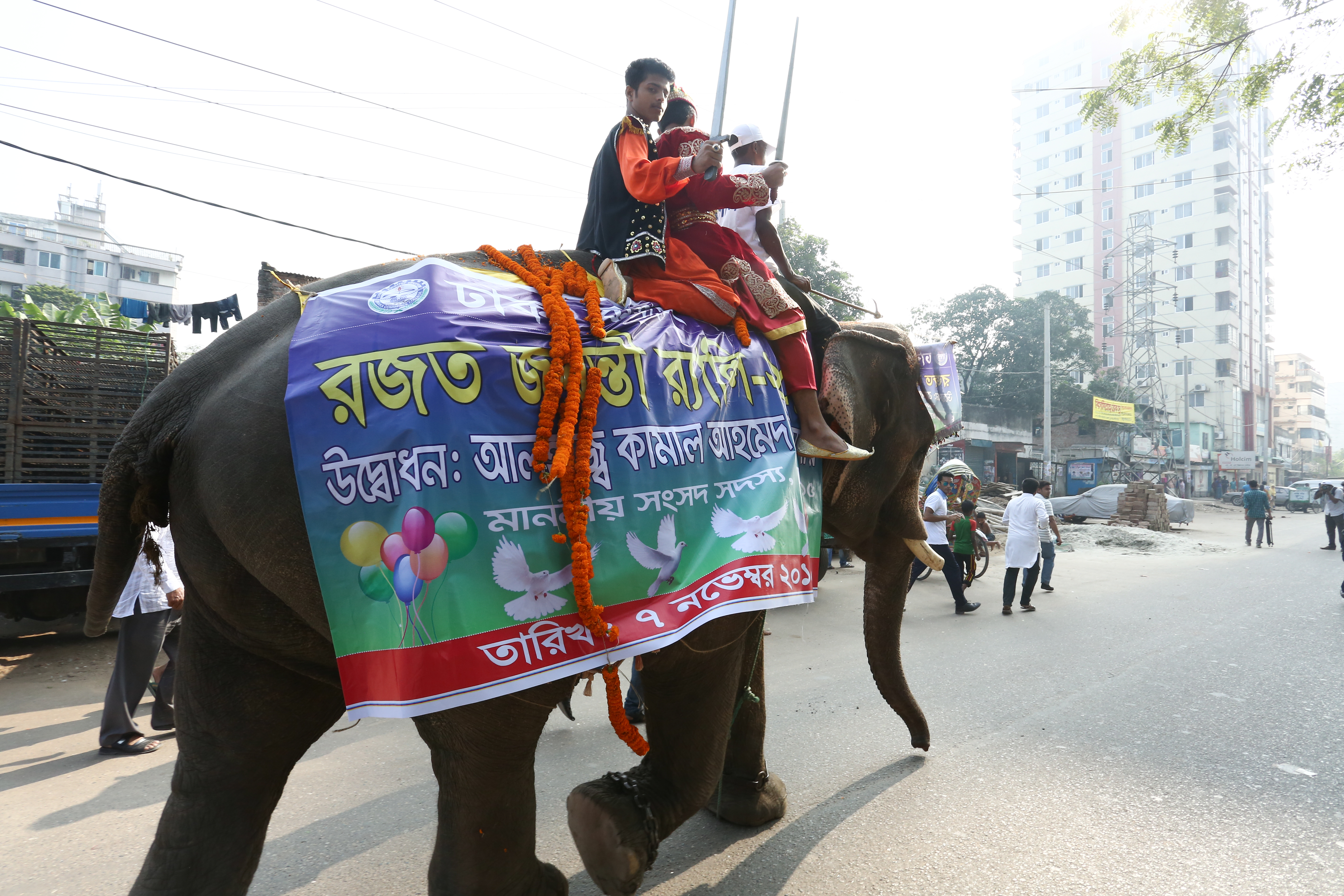  Elephant Display